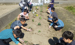 畑で苗植え作業